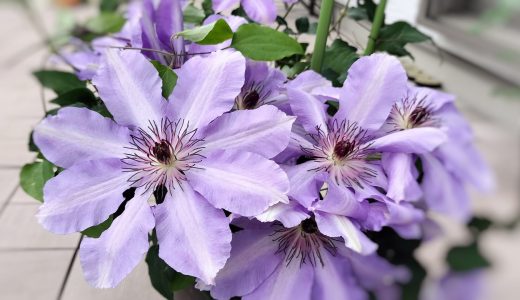 クレマチスが綺麗に咲いた