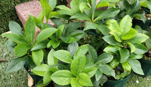 今のクリスマスローズたちはこんな感じ