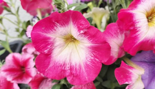 夏にむけてお花を買いました